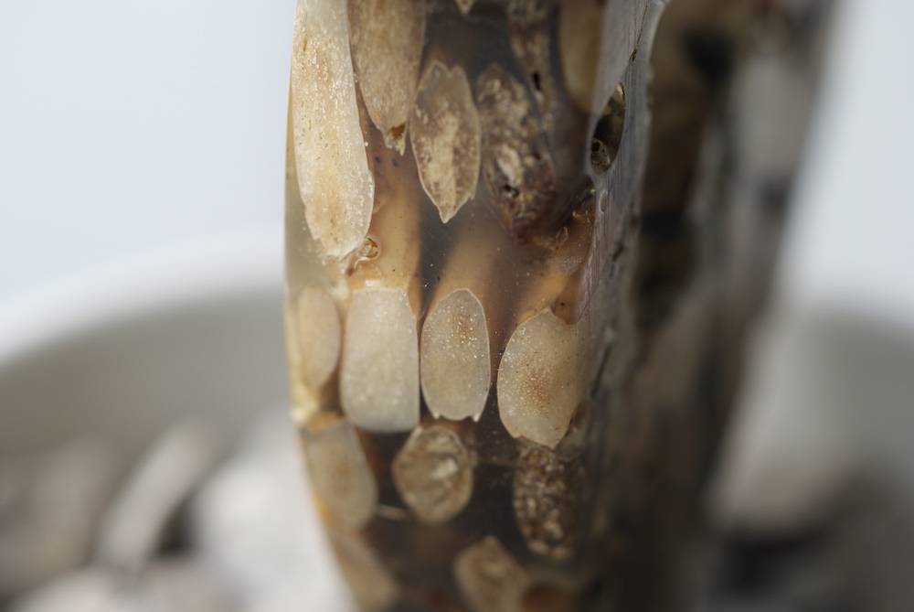 A Cigaflora pseudo-botanical sculpture made from cigarette waste, photo 12